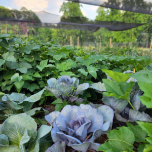 Farm-Grown Flowers