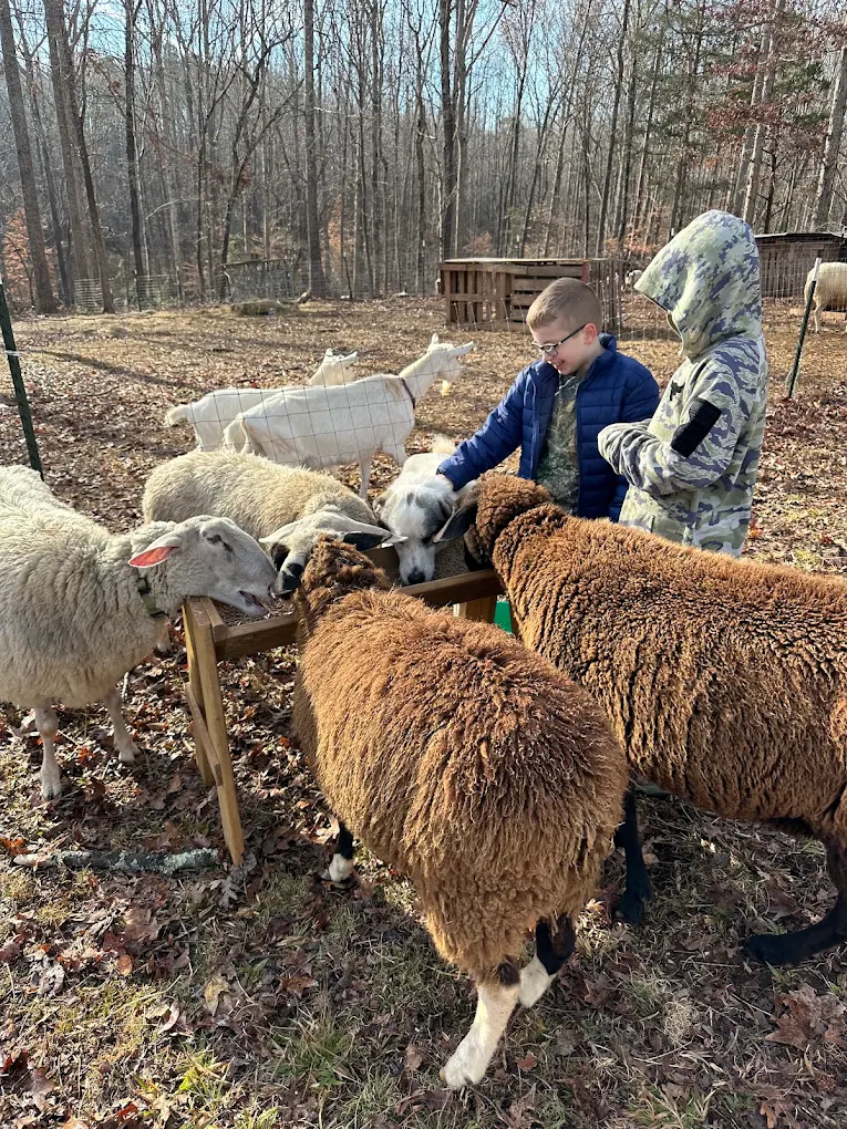 Sheep grazing in the pasture at Ewe on the Farm