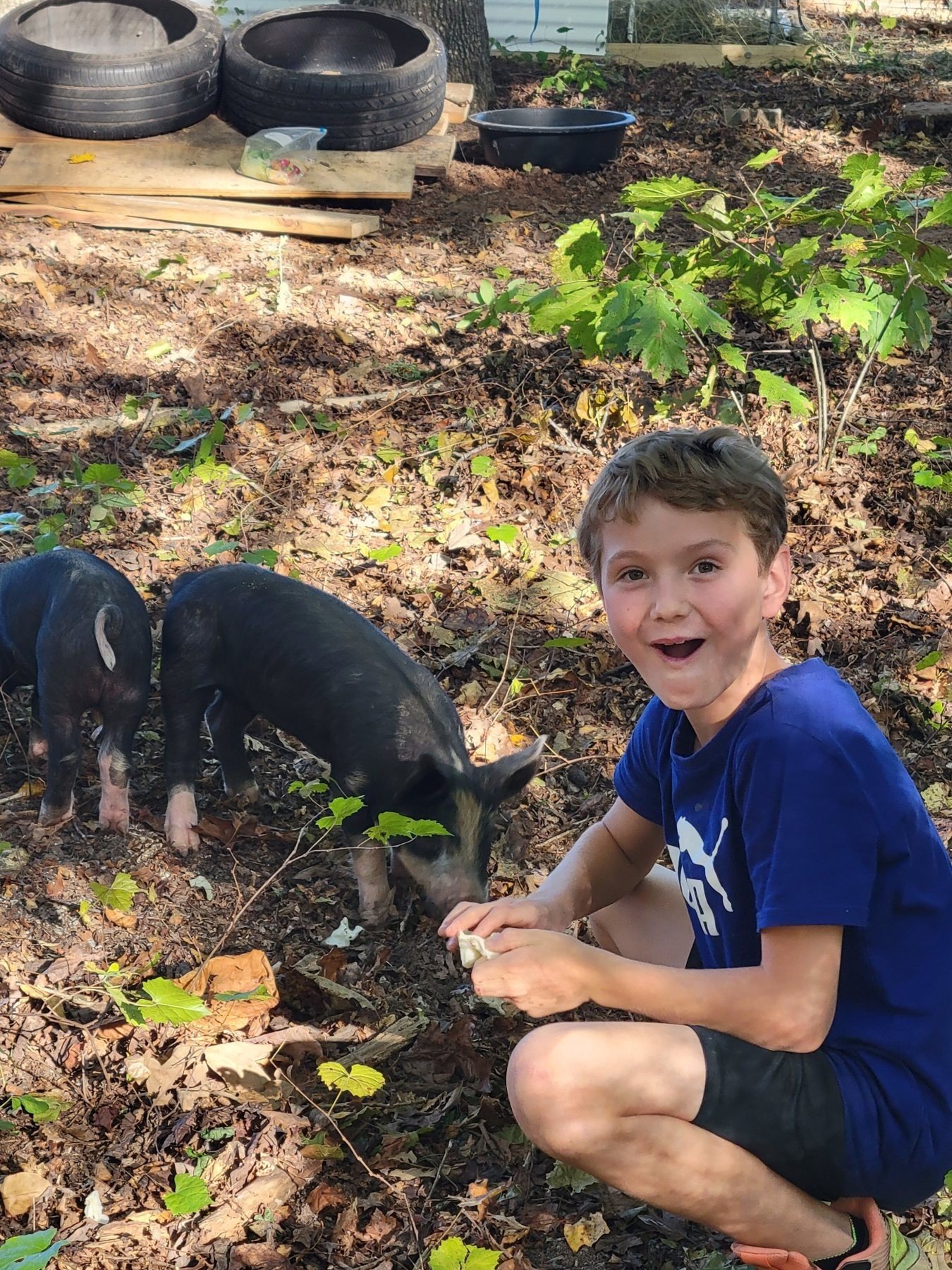 Blueberry Harvest